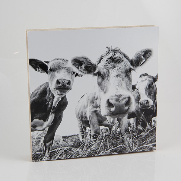 blende [H] - #054 drei Kühe